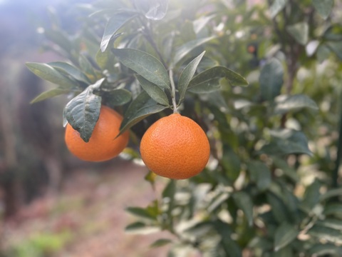 プリンセス（家庭用・3kg箱込）