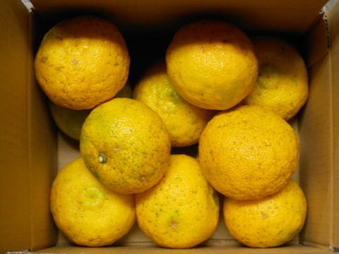 ゆず　1kg  栽培期間中農薬・化学肥料・除草剤不使用
