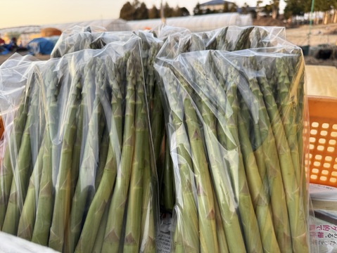 ✨北海道 上富良野産グリーンアスパラガスLサイズ 【春芽】通販サイト年間3000件以上販売👑✨