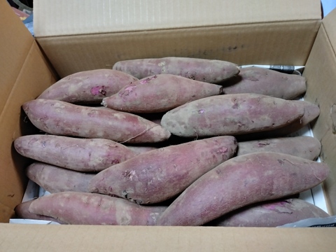 【数量限定】ふくむらさき(5kg)熟成１ヵ月超えでお届け！(茨城県産)・(サツマイモ)・(M～２Lサイズ)(土付き)