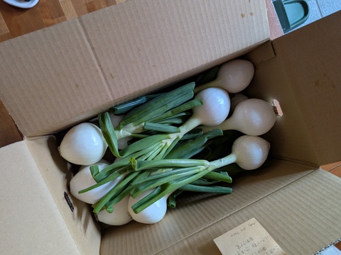 淡路島新玉葱自然栽培5キロ【固定種 在来種　完全農薬不使用　無肥料栽培　種子消毒無し【有機JAS法で認められた農薬・肥料・土壌改良剤も一切不使用】自然の力だけで栽培　数量限定予約販売開始ご予約順次発送