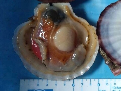 バーベキューに最適！旨くてあまい！２年越冬貝の野辺地ホタテ！35枚