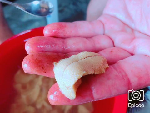 素潜り漁師直送！天草湯島産！高級赤雲丹(生)