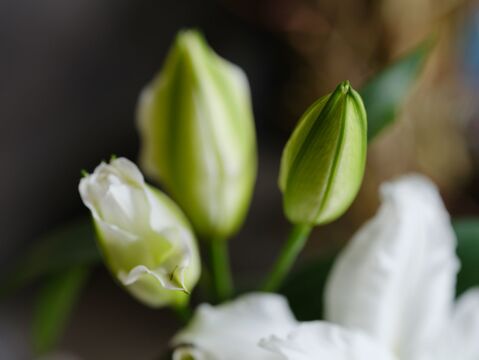 ■簡易包装■【シャルドネ】3本束❤︎純白❤︎丈は70ｃｍくらいです(^^)花器のご参考にしてください！！久々の登場！！