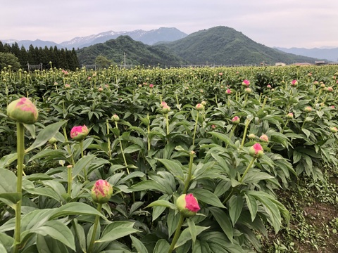 うちやま農園のシャクヤク（白・ピンク）　10本入り
