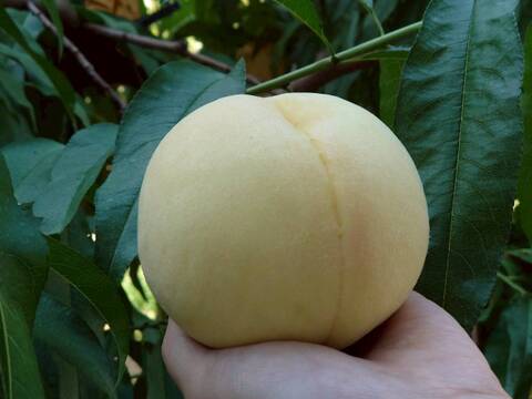 恵白/さわやかな甘さ！希少品種で大玉！岡山県産 白桃(1.0kg 3玉)