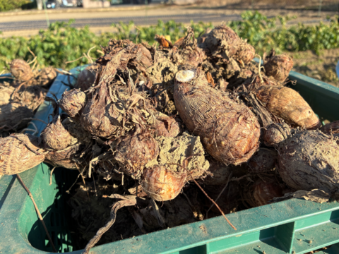 ねっとり食感がたまらない！　サトイモ『土垂』(4KG)　ミックスサイズ