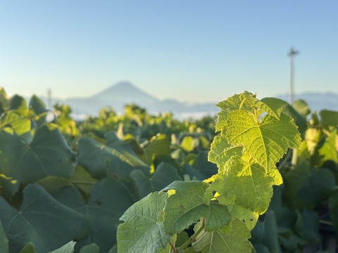 王道黒！ピオーネ1kg(2房)