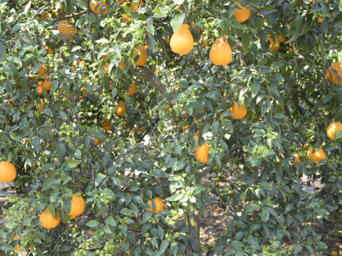 【先着5名様限定】伊藤農園 認定農家さんの完熟 木成り 特選不知火(デコポン同品種) 大玉12個入【2月中旬より発送予定】322-kmd12