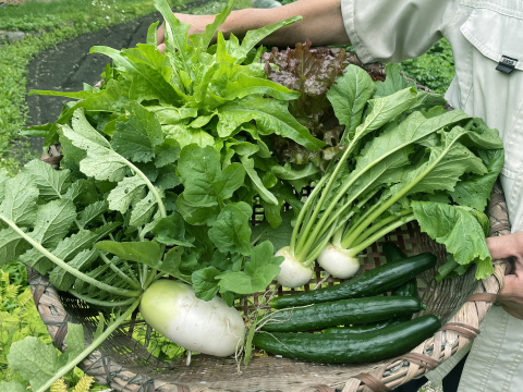 山のミネラルたっぷり野菜セット＜葉物多め＞２～３人用