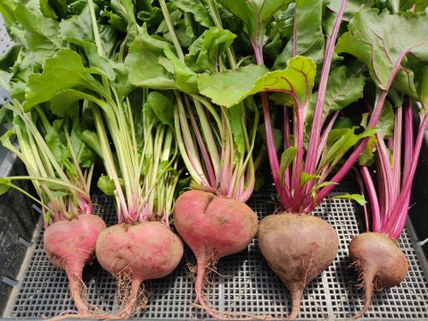 ✨世界に一つだけのプレミアム野菜便（農薬・化成肥料不使用）✨あなたの「欲しい」が詰まった一箱。わがままを叶えるオーダーメイド野菜便🥬【朝どれ】