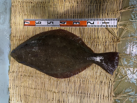 高級魚 ヒラメとマツカワセット 合わせて4kg以上 北海道産 食べチョク 農家 漁師の産直ネット通販 旬の食材を生産者直送