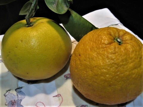 伊豆の朝採りグレープフルーツホワイト 農薬 肥料 除草剤 全て不使用