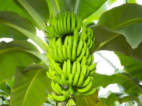 【幻のバナナ】グロスミッチェル種。お子様にも女性にも嬉しい『農薬不使用・国産・栄養満点』美バナナ5本入り