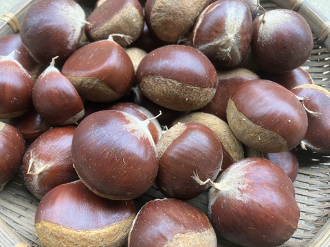 小粒ですが、美味しさは変わりません！生栗(洋栗、約２キロ入り)