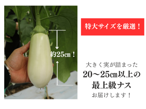 【訳アリ】とろける食感！クリーミー白ナス『白雪茄子』B品300g×10個