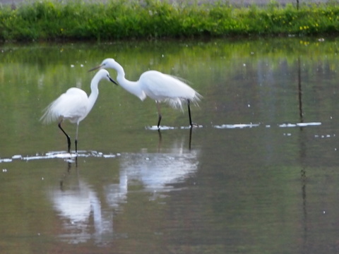 伊勢ヒカリ　もちもち玄米（農薬化成未散布栽培）