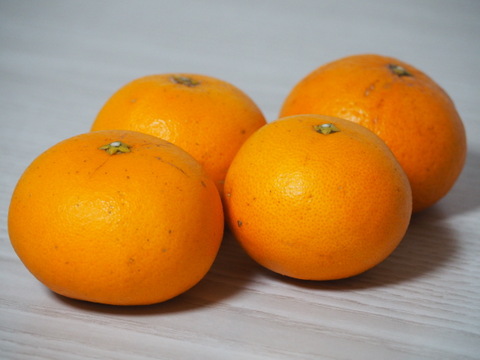 【今が旬】甘くてジューシー！「清見オレンジ」 10kg