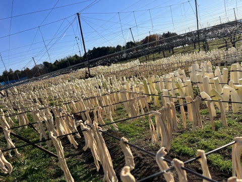 【珍しい太割りの干だいこん】大容量 100g×10袋  群馬県産 十文字大根の割干し