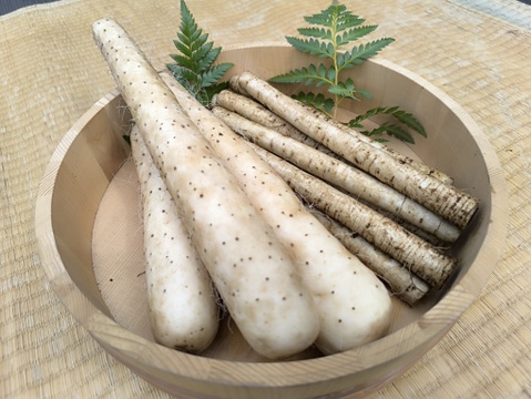 【使い切りセット】洗いネバリスター1kg＆洗いごぼう500g｜とろろ・きんぴらに