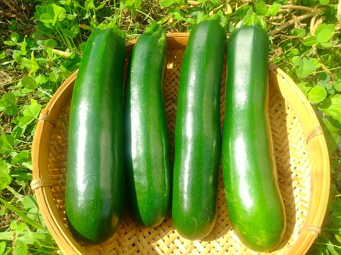 北海道産有機ズッキーニ13ｋｇ　化学合成農薬・化学肥料・除草剤不使用　お試しお買い得価格！この時期だけ！