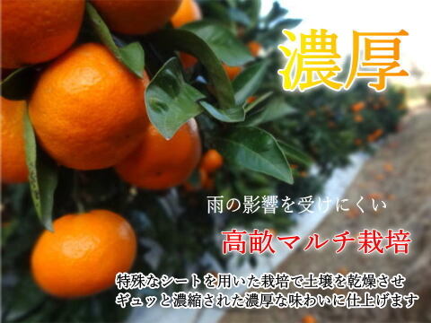 【みんなで食べ比べ】甘～い３種のみかんが同時に楽しめる！家族でワイワイ楽しい食べ比べ！定番の完熟みかんから希少品種も入った「こだわりのおみかん玉手箱」ご家庭用お試し品５kｇ入【商品番号1001-5k】