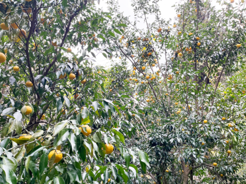 【数量限定】バンブーさわらの郷の『ゆず』約2.0kg