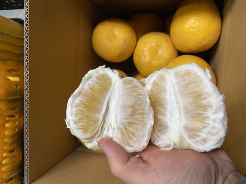 【おおだま】さわやかな酸味と甘み！暑い季節は宇和ゴールド（河内晩柑）（８ｋｇ）想像よりもデカいです。