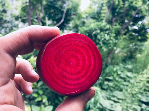 生でもおいしい旬のビーツ 1kg