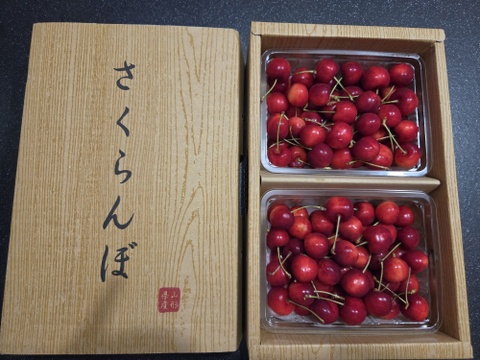 さくらんぼ最高糖度賞受賞園地】紅てまり 秀品1kg：山形県産の紅てまり