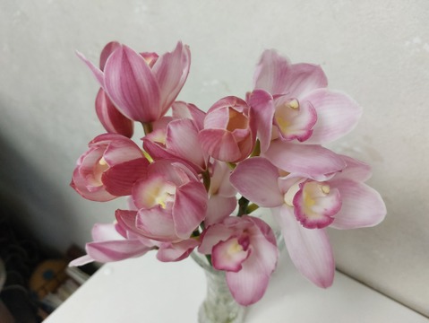 蘭・らん・ラン～ミニサイズのシンビジウム切り花～