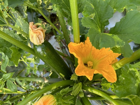 10/20まで！【有機ＪＡＳ】規格外ズッキーニ２ｋｇ農薬・化学肥料不使用 信州産