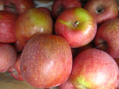 加工用にいかがでしょうか 訳ありサンふじ 総重量 約4.5kg 青森県 南部地方産 自家りんご農園生産直送品！