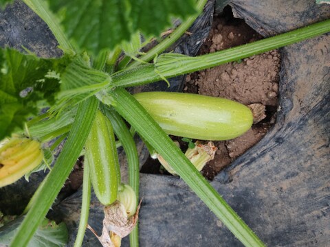 🌈【朝どれ】カラフルズッキーニ食べ比べセット約800g｜2〜3種おまかせ｜農薬・化成肥料不使用🌈