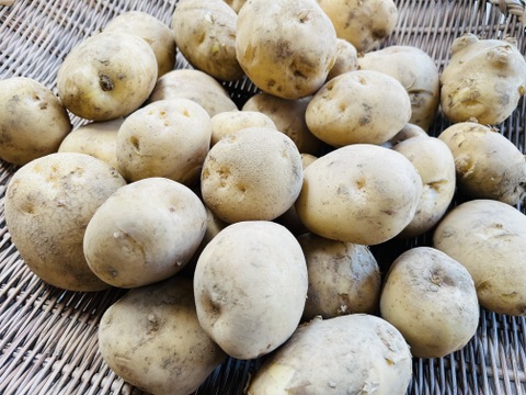 ジャガイモ「キタアカリ2キロ」と「男爵2.5キロ」計4.5キロ[2種類入りのジャガイモセット]2025年横浜市内産