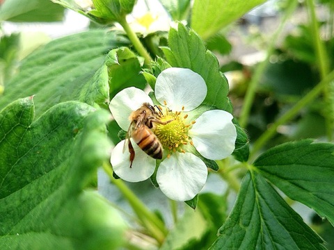 【ゆ～ゅさま専用ページ】南国土佐 完熟夏秋いちご４ｋｇ ご家庭用 農薬不使用 自然栽培 四万十産