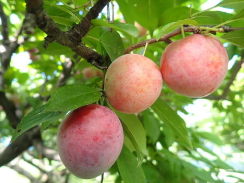 一口サイズのすもも　メスレー　約2.3kg