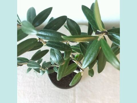 【ギフトにも◎】種から育てた南アルプスのオリーブ盆栽（PS204）