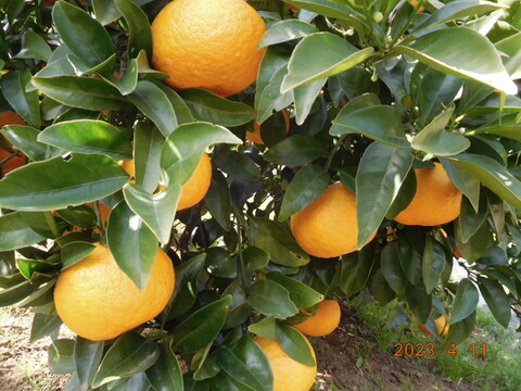 【柑橘食べ比べ】伊豆産！上品な甘さ『星タンゴール』と初恋の味『ニューサマーオレンジ』のうれしいセット   正味4.0㎏