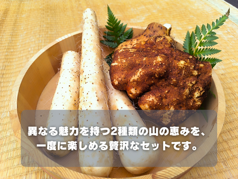 【使い切りセット】ネバリスター1kg＆短形自然薯1kg｜粘りの違いを楽しむ