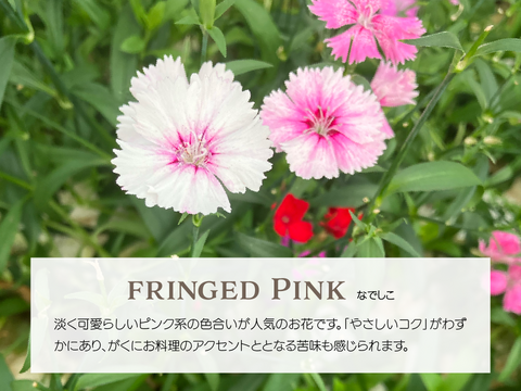 【エディブルフラワー】なでしこ・化学肥料/農薬不使用の安心して食べられるお花　10輪