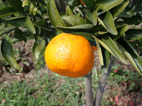 見た目は悪くても農薬は使わんモン！熊本の完熟農6号4kg　　　　　　　　　　　　　　　　　　　　　　　　（化学肥料不使用／農薬不使用）