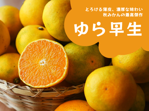 ゆら早生（みかん）5kg家庭用｜和歌山生まれの極早生みかんの最高傑作