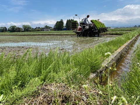 山形県産特別栽培米ミルキークイーン（白米）６ｋｇ（２ｋｇ×３袋）