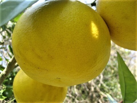 伊豆の朝採りグレープフルーツホワイト 農薬 肥料 除草剤 全て不使用