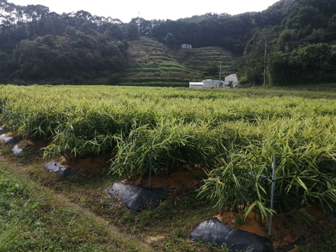 お正月お野菜セット【農薬不使用】２６日or２７日発送