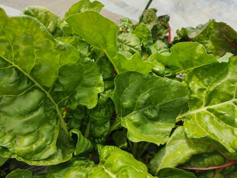 ✨【色彩の宝石箱】農薬・化学肥料不使用で育てた、鮮やかスイスチャード 約700g✨