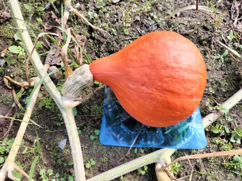 打木赤皮甘栗（約1.5kg 2-3玉）★朱色鮮やか！伝統野菜かぼちゃ【冬ギフト】