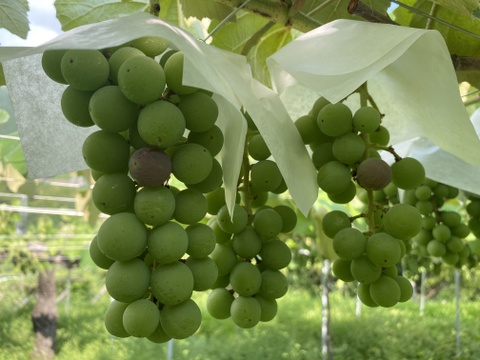 【冬ギフト】ありがとうメッセージと幻のぶどうアジロン100%! 甘やかな香り豊かな赤ワイン【花かげアジロン&メッセージカード】