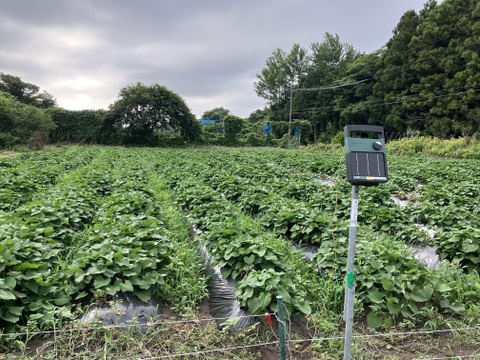 しっとり甘〜い！大山育ち熟成紅はるか5キロ